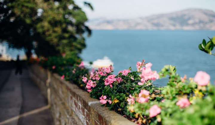 flowers lining the wall of alcatraz with bay in background, alcatraz island