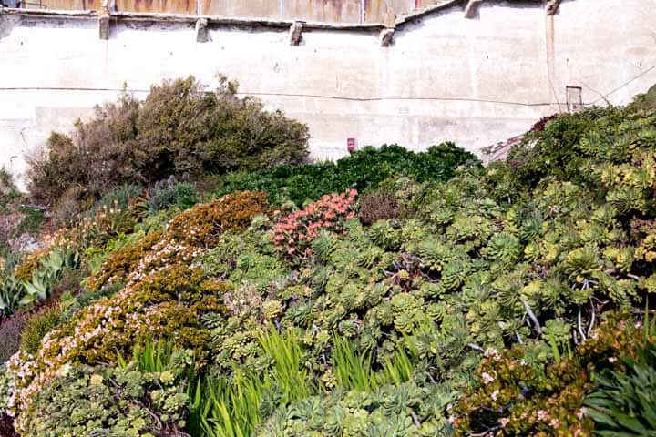 garden on grounds of alcatraz island